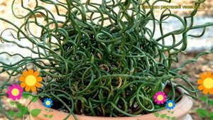 Ситник нитевидный Спиралис. Краткий обзор, описание характеристик juncus filiformis Spiralis
