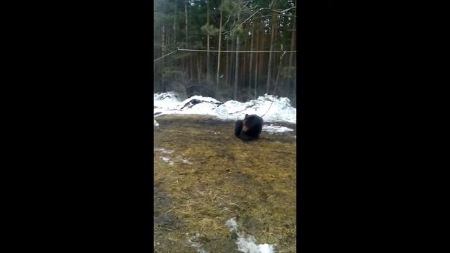 западносибирская лайка - знакомство с медведем. смотреть онлайн