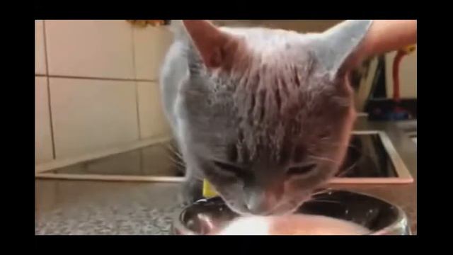 прикольные животные #2 смотреть онлайн