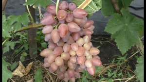 Виноград 2022. Казанова