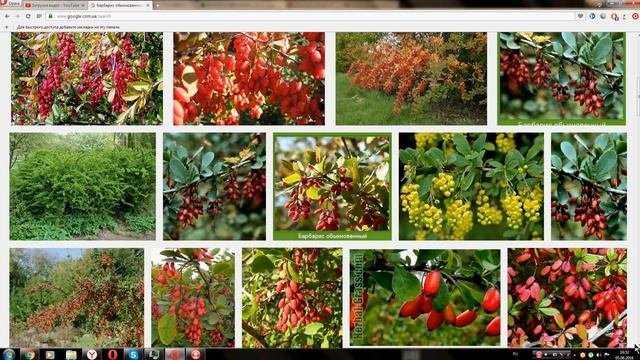 Барбарис обыкновенный (Berberis Vulgaris)