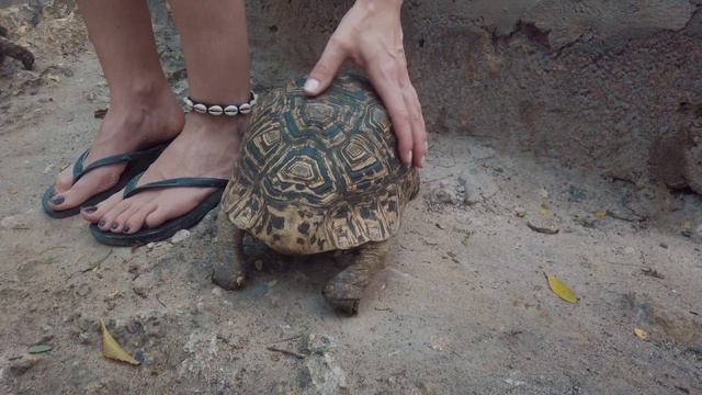 Zanzibar: Oto 5 Najlepszych Miejsc na Zanzibarze, na Egzotyczne Wakacje смотреть онлайн