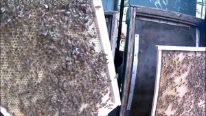 Двух маточная система пчеловождения.Улья корпусные 8 рам.Медовики на Белую акацию.