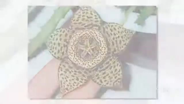 Цветы Стапелия (Stapelia flower)