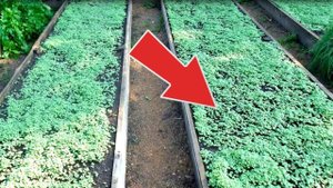 Перец вырастает огромным после этого весеннего сидерата! Какой сидерат сеять под перец весной?