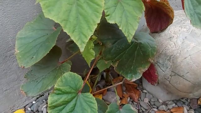 Бегония Большая (Begonia Grandis) в открытом грунте (Ростов-на-Дону) смотреть онлайн
