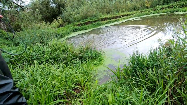 Пруд своими руками.Что там можно выращивать и что ловить.