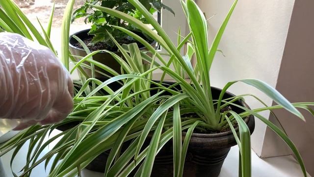 Уход за декоративными домашними растениями смотреть онлайн