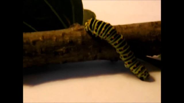 Гусеница махаона/Caterpillar swallowtail