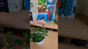 Каланхоэ (каланхое) - как обрезать, чтобы цвел 3 раза в год