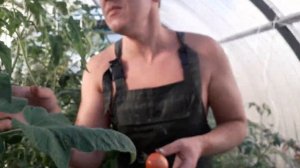 Томат тигренок, сбор урожая 2021