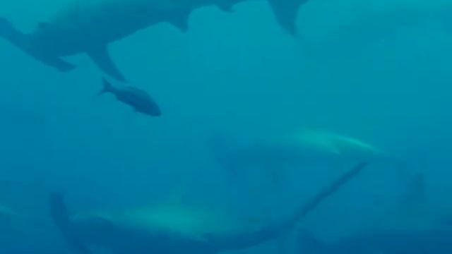 Акулы молоты Hammerheads galapagos смотреть онлайн