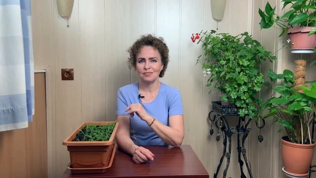 РОМАШКА. Как посадить Ромашку. Ромашковое Поле дома. смотреть онлайн