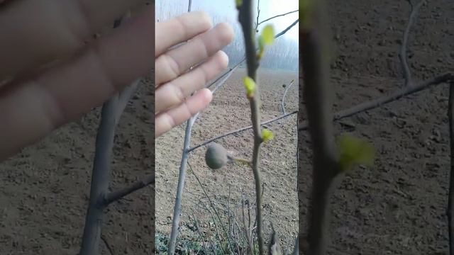 anjeer ka phool |anjeer ka phool kaisa hota hai |fig flower #anjeer ##figfruit #flowers