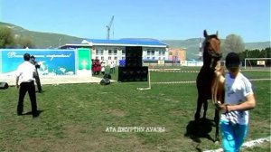 Одни из лучших производителей лошадей карачаевской породы.