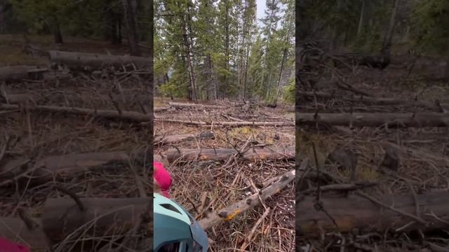 High altitude mushroom hunt -Tremella mesenterica