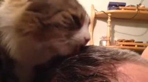 Кошка вылизывает голову хозяина