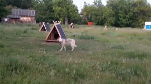 Знакомьтесь - "Святорусский вой". Новая порода собак, специально выведенная в "Богатырской слободе"
