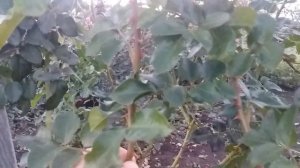 РОЗА ОСТИНА ТРАНКВИЛИТИ И ТО, КАК ОНА ВЕДЕТ СЕБЯ НА ЮЖНОМ СОЛНЦЕ