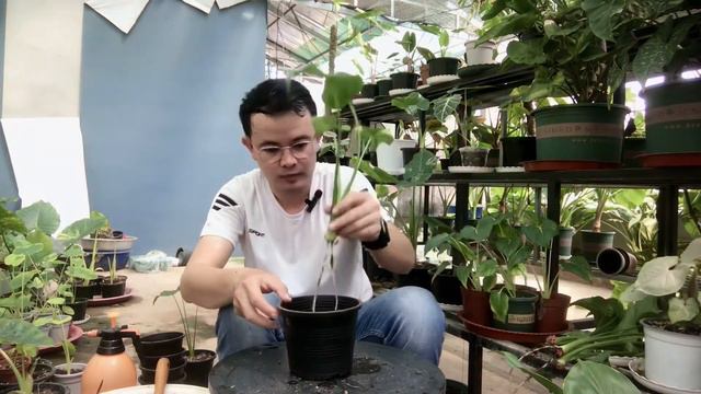 ແຍກລູກຕົ້ນນາງກວັກດ່າງຄີມ-Alocasia Cucullata Variegated-แยกลูกต้นนางกวักใบโพธิ์ด่างครีม| S Gardenhom смотреть онлайн