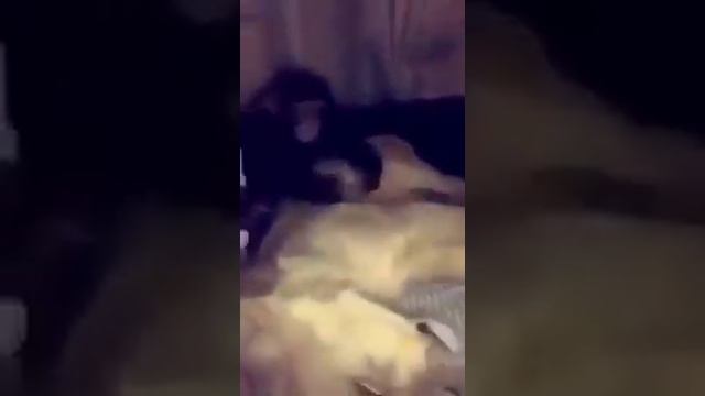 Monkey slap a Tiger