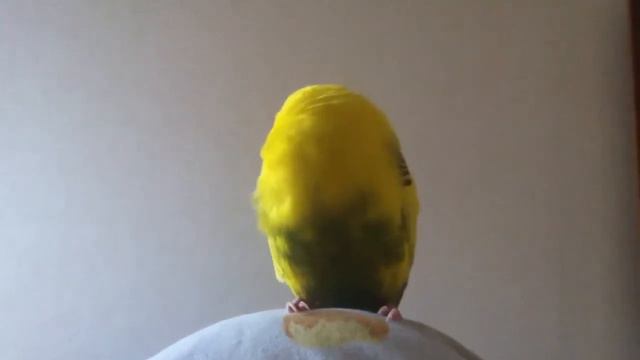 Так спит мой попугай смотреть онлайн