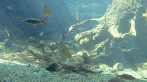 зимняя прикормка для плотвы своими руками Зимний вариант с секретной добавкой.