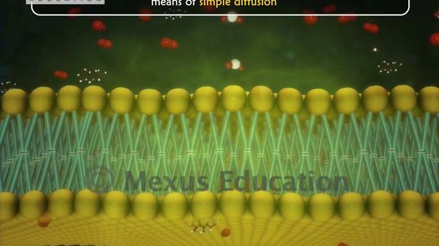 Learn Biology: Kingdom Animalia: Phylum Porifera |iKen | iKen Edu | iKen App смотреть онлайн