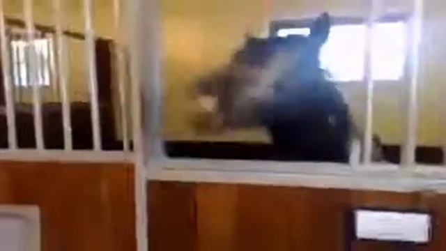 лошадь ржет смотреть онлайн