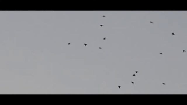 Nikon D3100 simple autumn Trailer смотреть онлайн