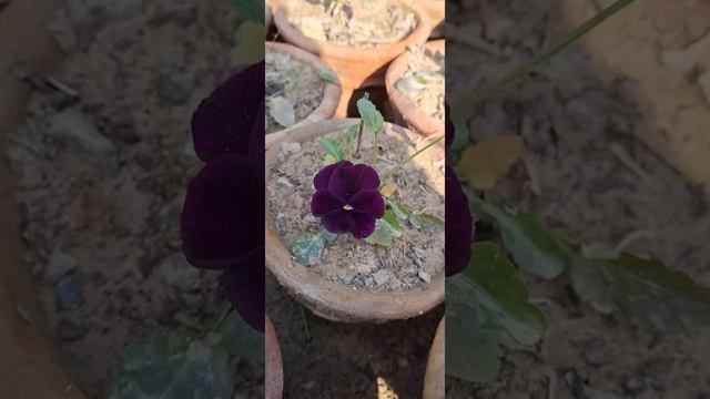 Purple Pansy (Viola x Wittrockiana Swiss Giant Bergwacht) #plant #gardening #flower #pansy смотреть онлайн