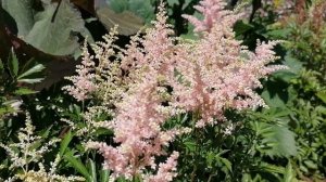 Астильба Таке (Astilbe taquetii) - начало цветения 2024 в нашем саду.