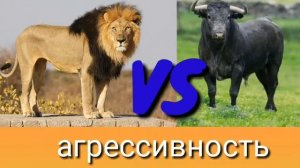 Лев VS чёрный бык