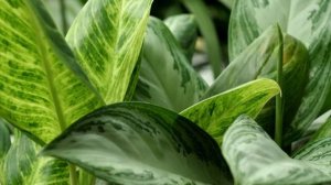 аглаонема и ее виды