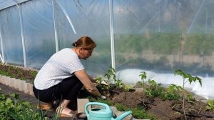 Простой способ высадки томатов в теплицу#томатывтеплице#помидор#рассадатоматов#огород#теплица#томат