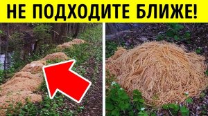 10 странных вещей, которые озадачат любого