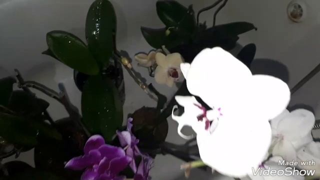 Обзор орхидей на 12.07.2018г. Орхидея Биг Лип Reyoung Edie White смотреть онлайн