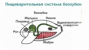 Беззубка. Двустворчатые моллюски. Уроки Биологии Онлайн.