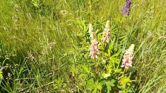 Люпин, или волчий боб (Lupinus) смотреть онлайн