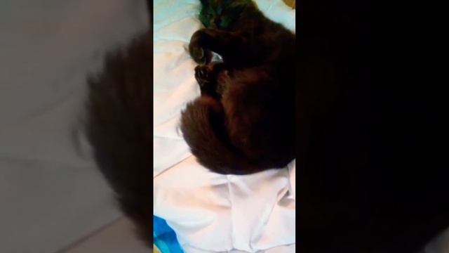 маленькие котики