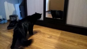 Кошка увидела своё отражение в зеркале!!!