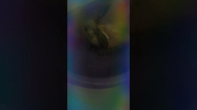 Купание кролика часть 3 смотреть онлайн