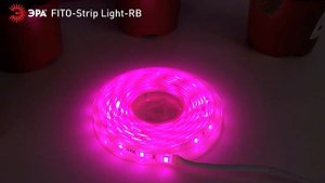 Светодиодная лента для растений ЭРА FITO-Strip Light-RB-2m красно-синего спектра, 2 м, IP65