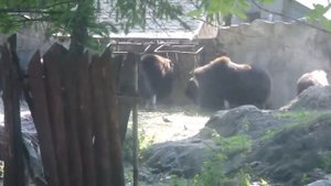 Буйвол в Зоопарке