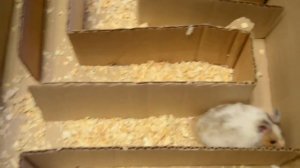 Лабиринт для хомяка. Labyrinth For Hamster. Полоса препятствий. Видео для детей