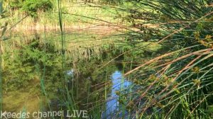 Вся правда про лягушек от Маши! Топ 10 фактов.  Такого вы точно не знали!