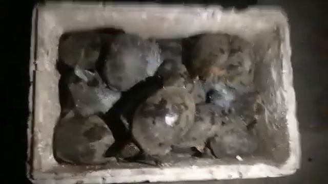 Леонардо , Донателло , Микеланджело и Рафаэль !