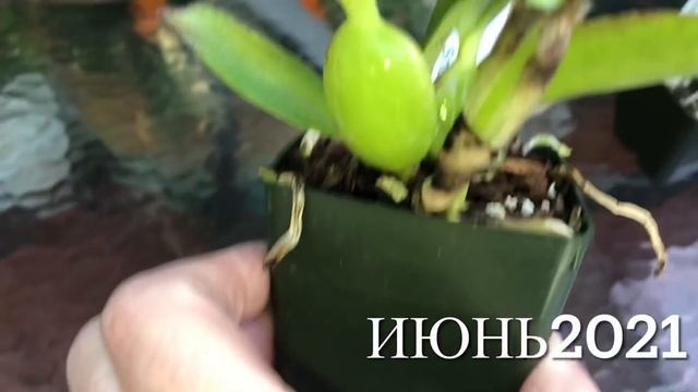 Новые орхидеи от Фреда Кларка. Как подросли за 2 месяца. Каттлея, саркохилус и дендробиум. смотреть онлайн