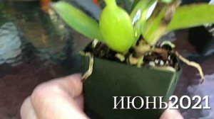 Новые орхидеи от Фреда Кларка. Как подросли за 2 месяца. Каттлея, саркохилус и дендробиум.