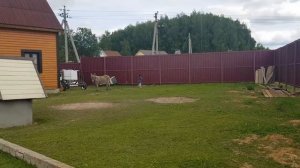 ИСПЫТЫВАЕМ ЯД ТРАВИМ МУХ В КОРОВНИКЕ